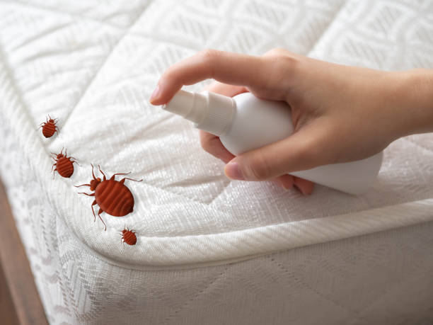 Best Termite Control Services  in New Knoxville, OH