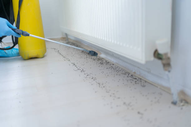 Insect Control in New Knoxville, OH