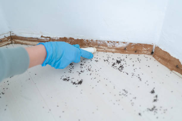  New Knoxville, OH Pest Control Pros